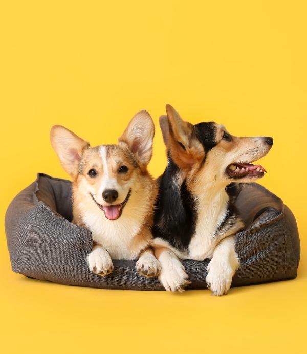 Pet Friendly Apartments For Rent Norfolk Virginia Pet Friendly Apartments For Rent Norfolk Virginia